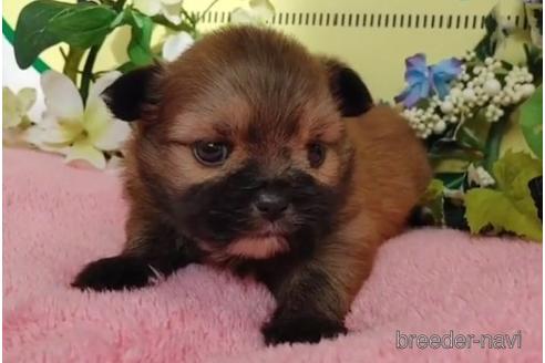 成約済の栃木県のミックス犬-204297の2枚目
